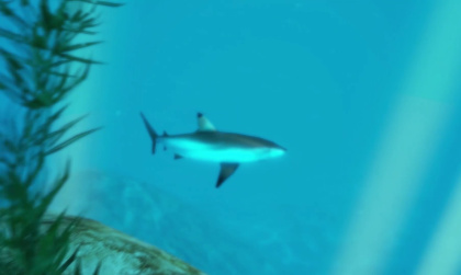 VR-Hai schwimmt entfernt im Wasser hinter Wasserpflanze